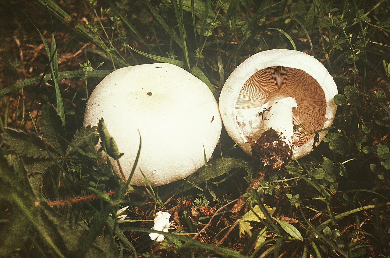 Soil and Litter Decomposer Mushrooms