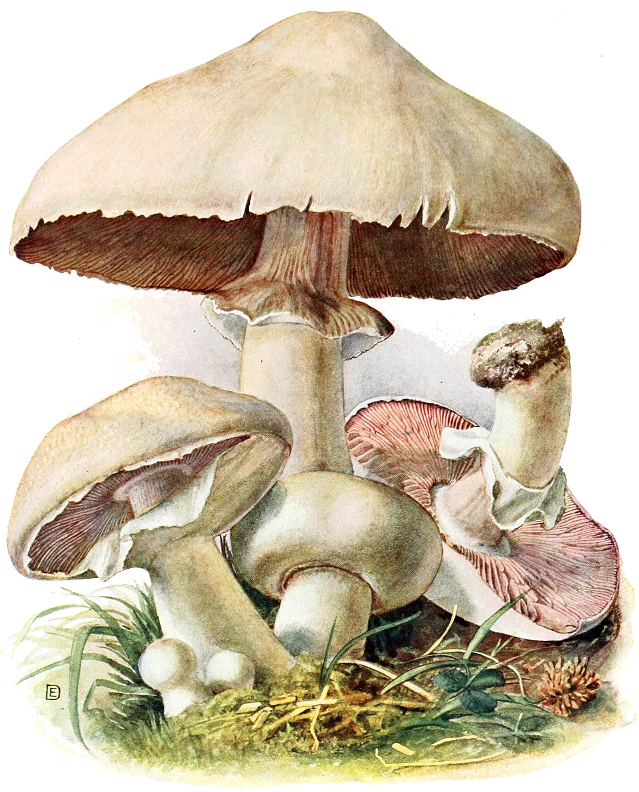 Soil and Litter Decomposer Mushrooms