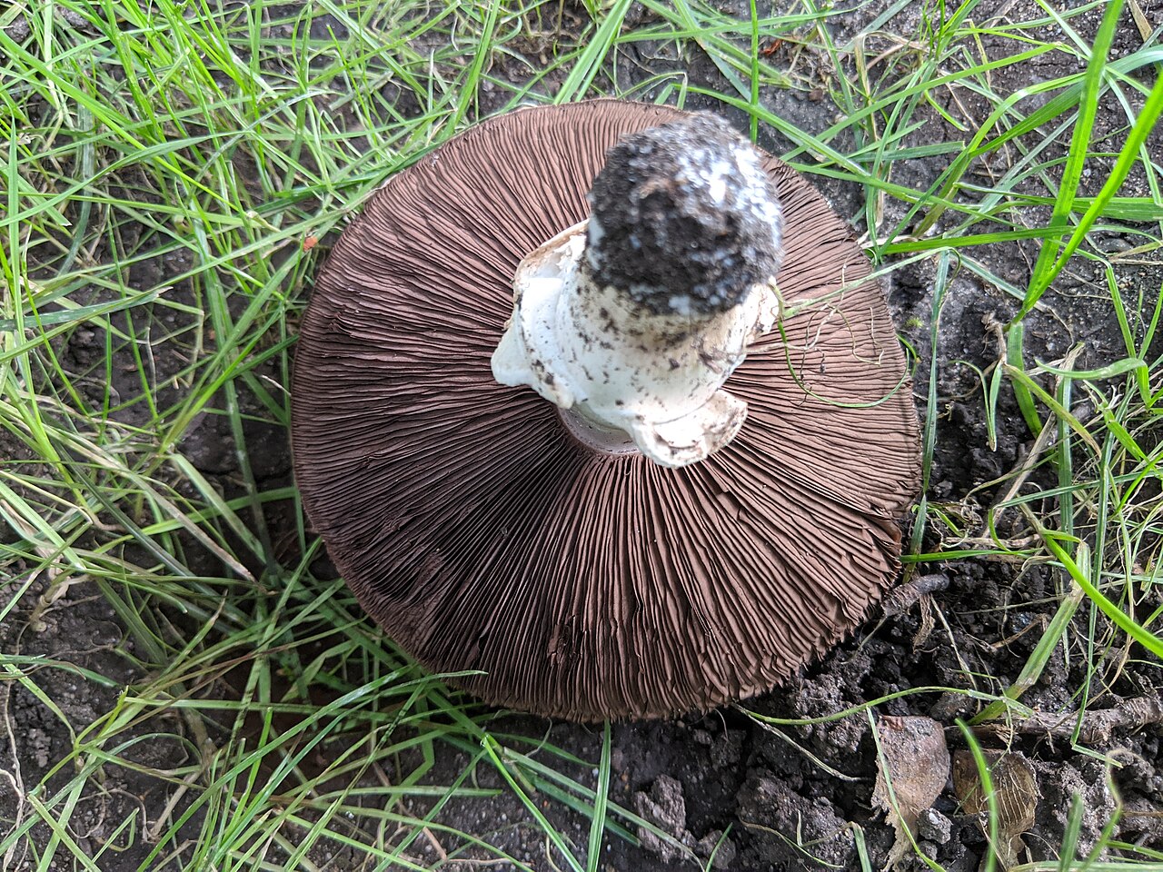 Soil and Litter Decomposer Mushrooms