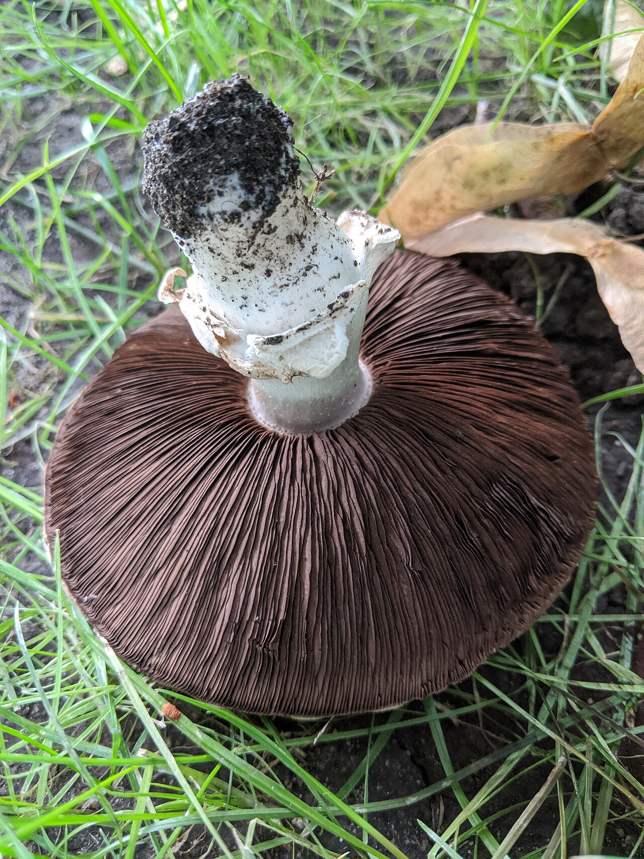 Soil and Litter Decomposer Mushrooms