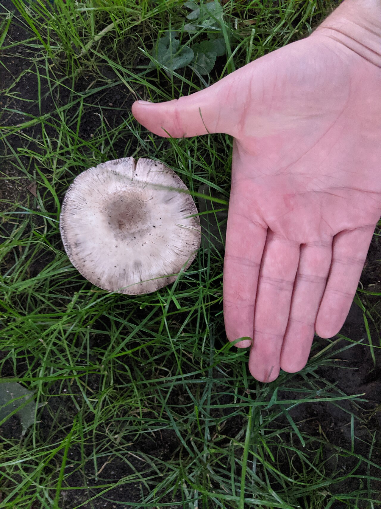 Soil and Litter Decomposer Mushrooms