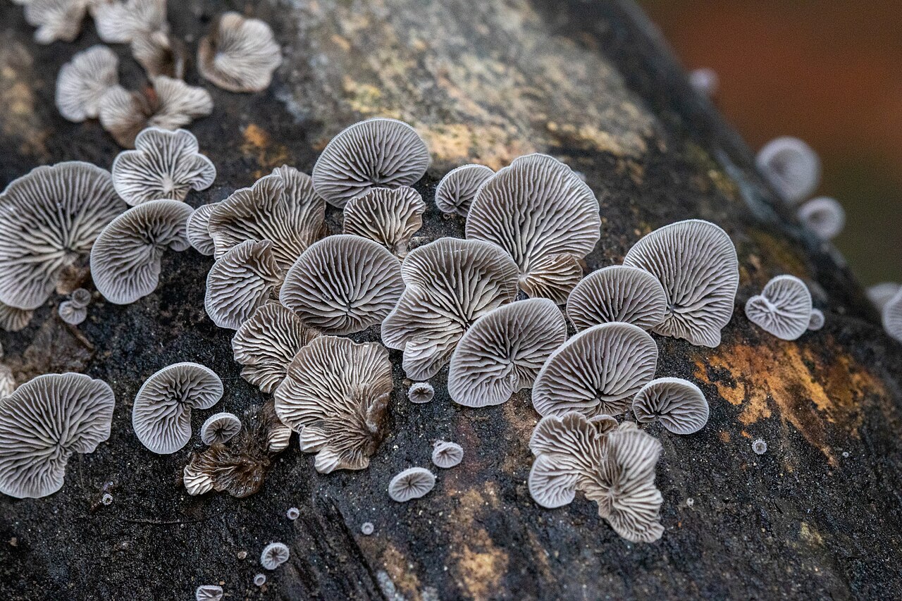 Split Gill Mushrooms