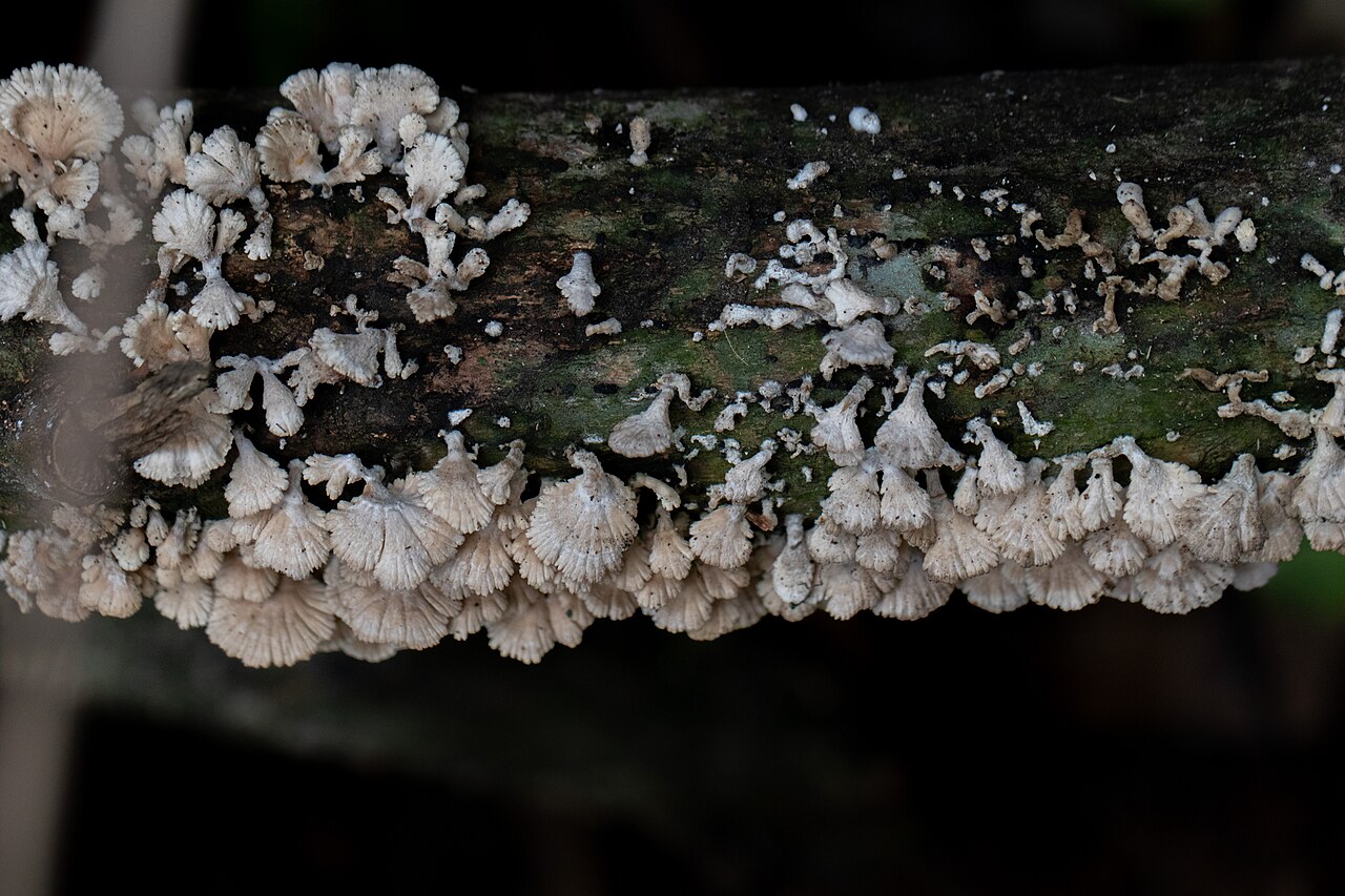 Split Gill Mushrooms