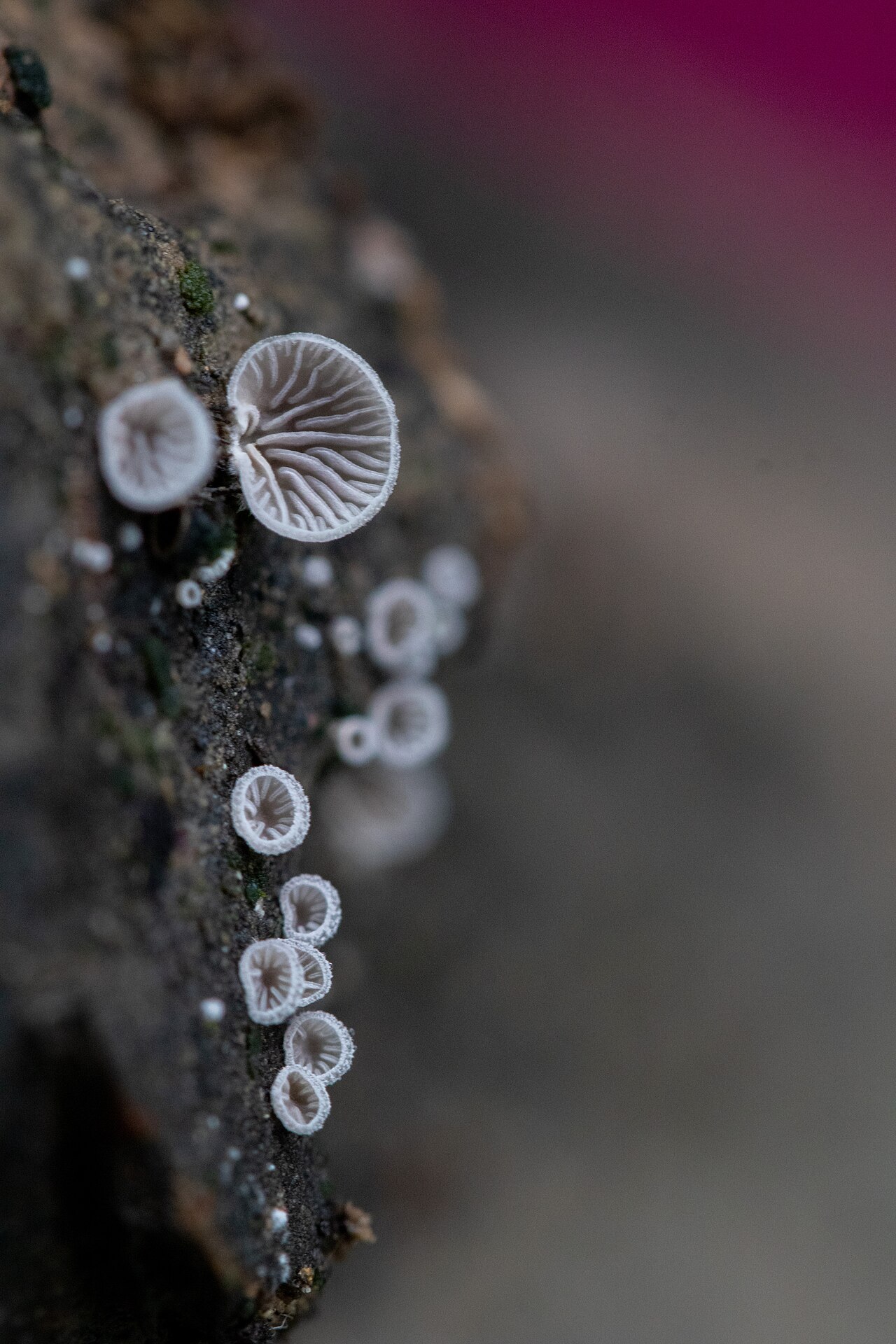 Split Gill Mushrooms