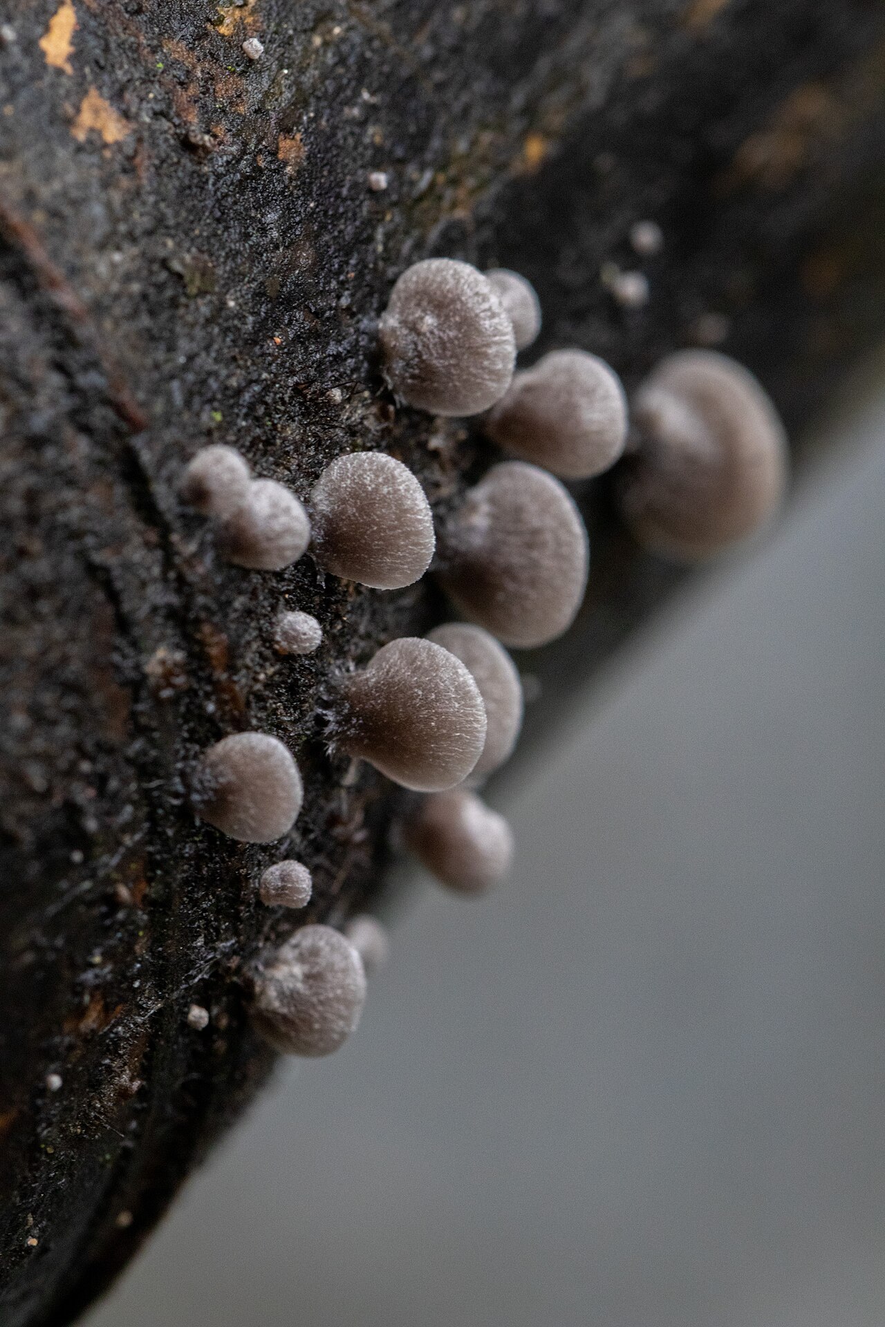 Split Gill Mushrooms