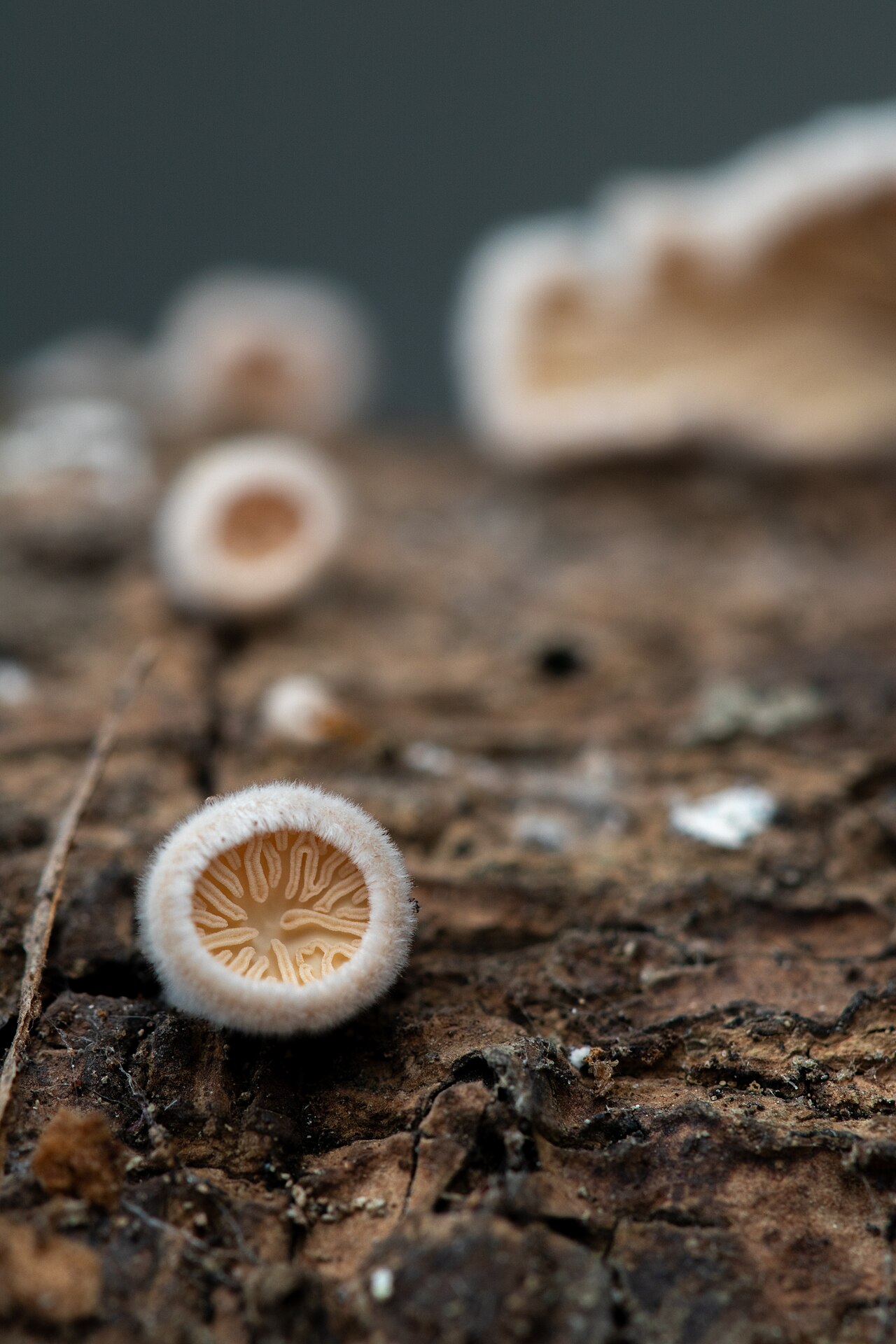 Split Gill Mushrooms