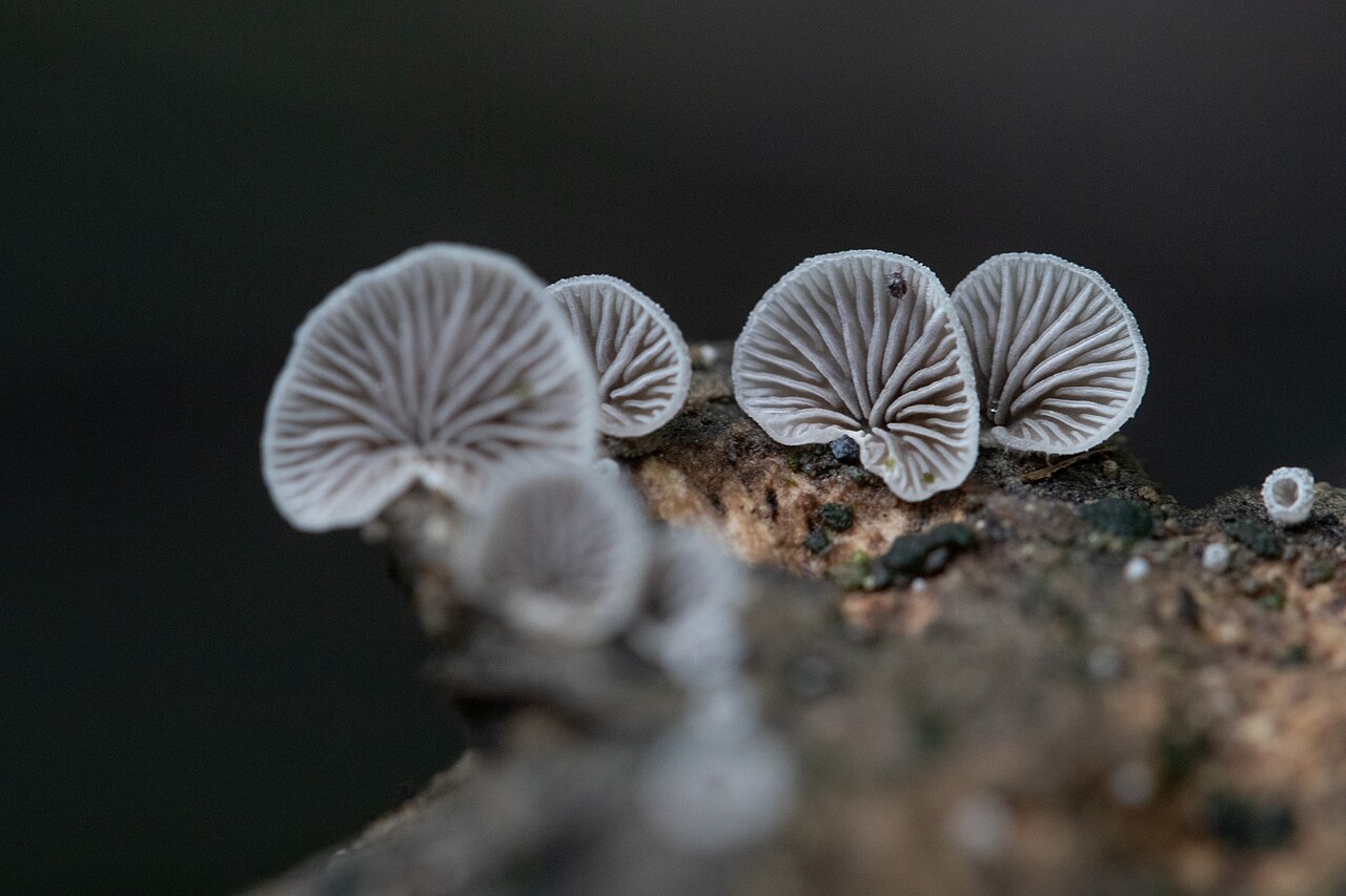 Split Gill Mushrooms