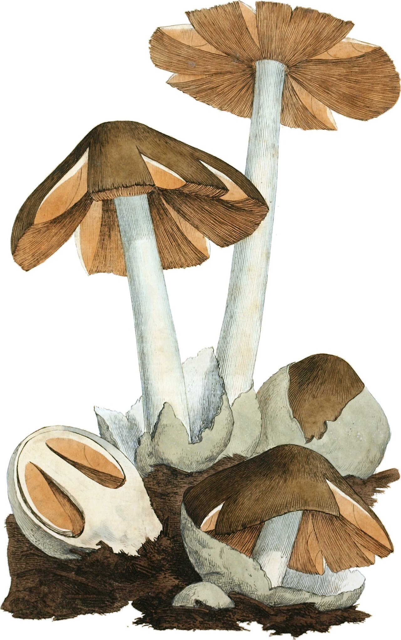 Straw Mushrooms
