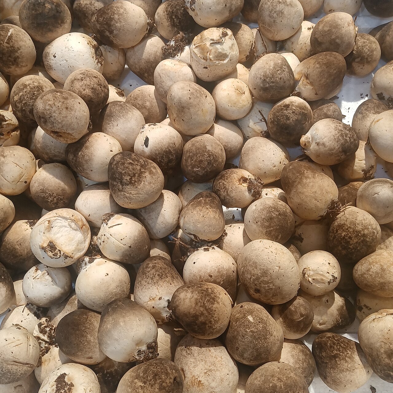 Straw Mushrooms