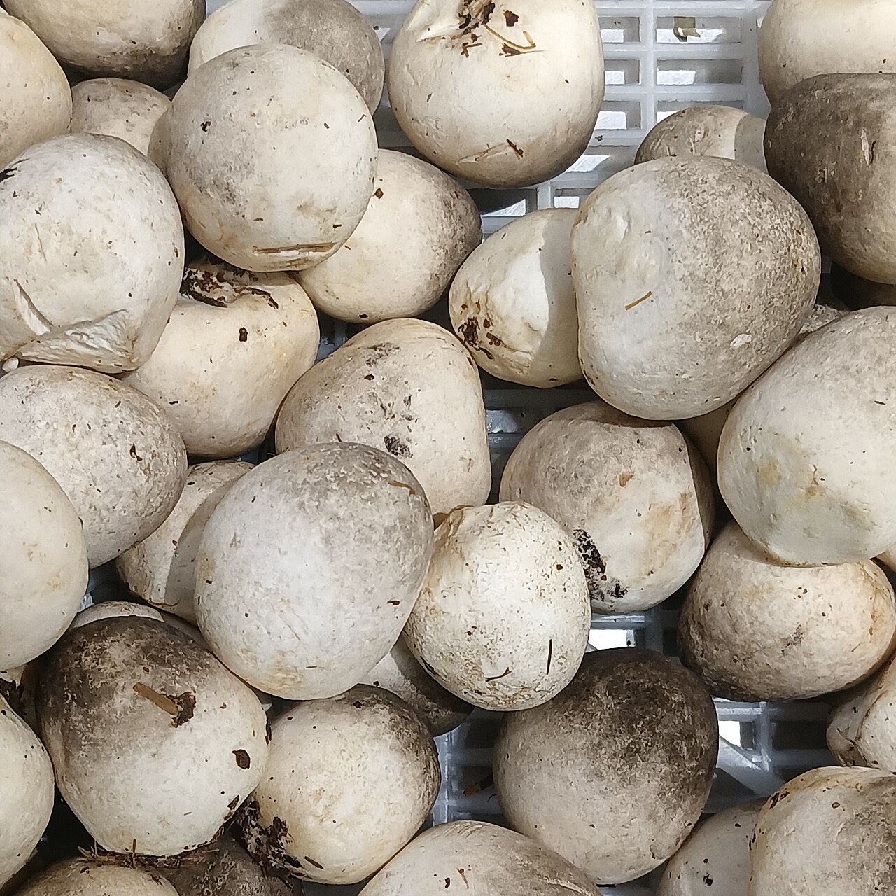 Straw Mushrooms
