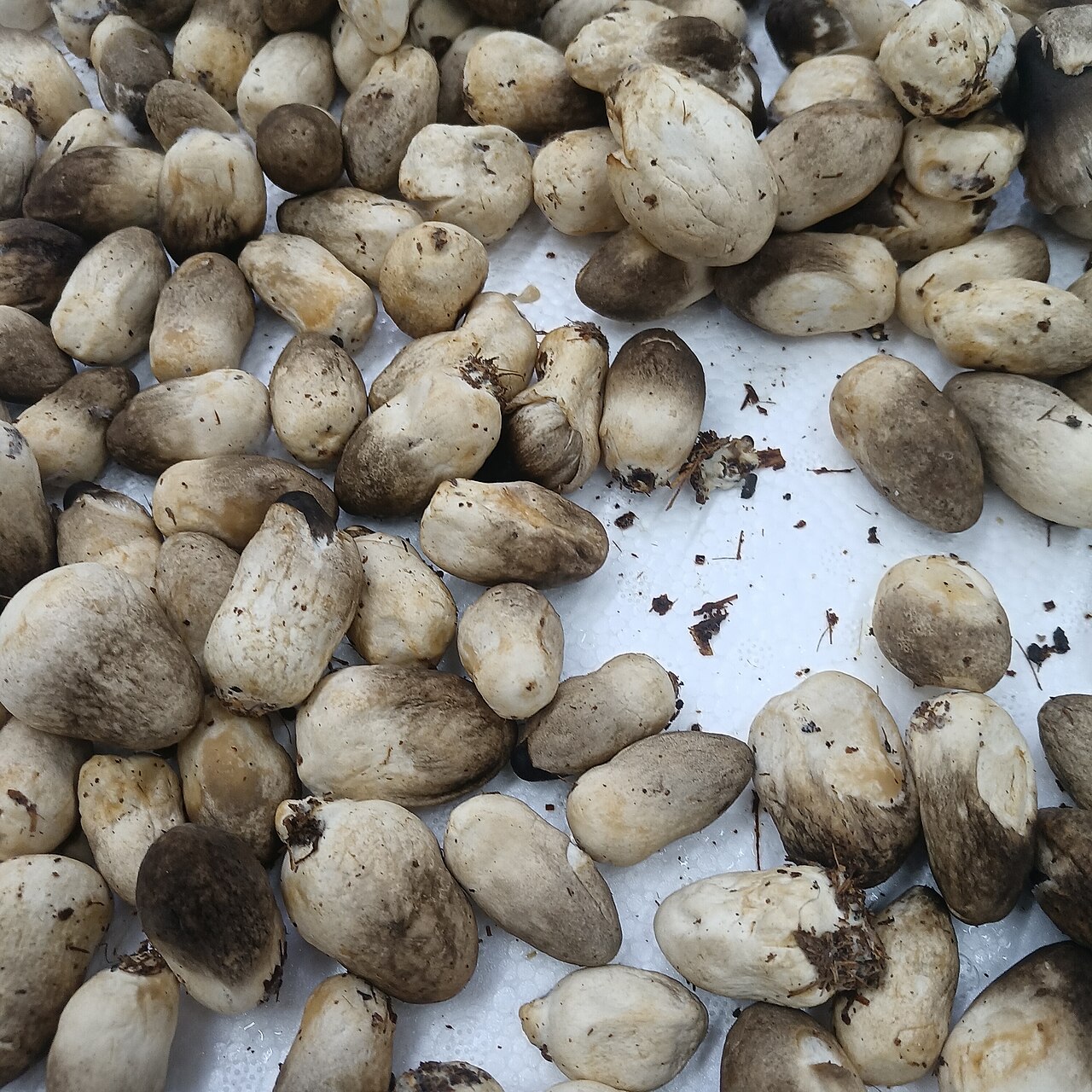 Straw Mushrooms