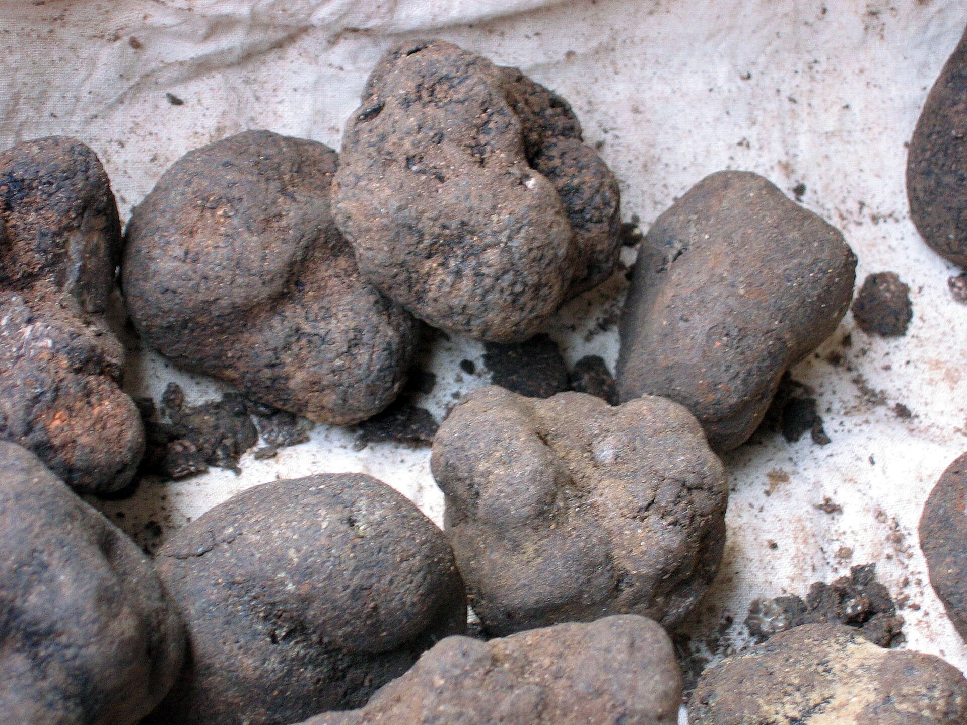 Truffles and Hypogeous Fungi