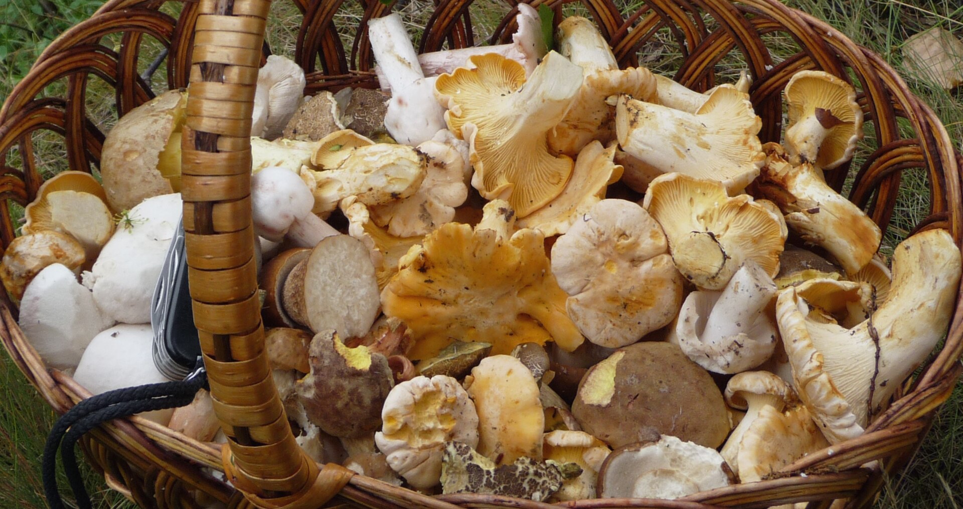 Wild Edible Mushrooms