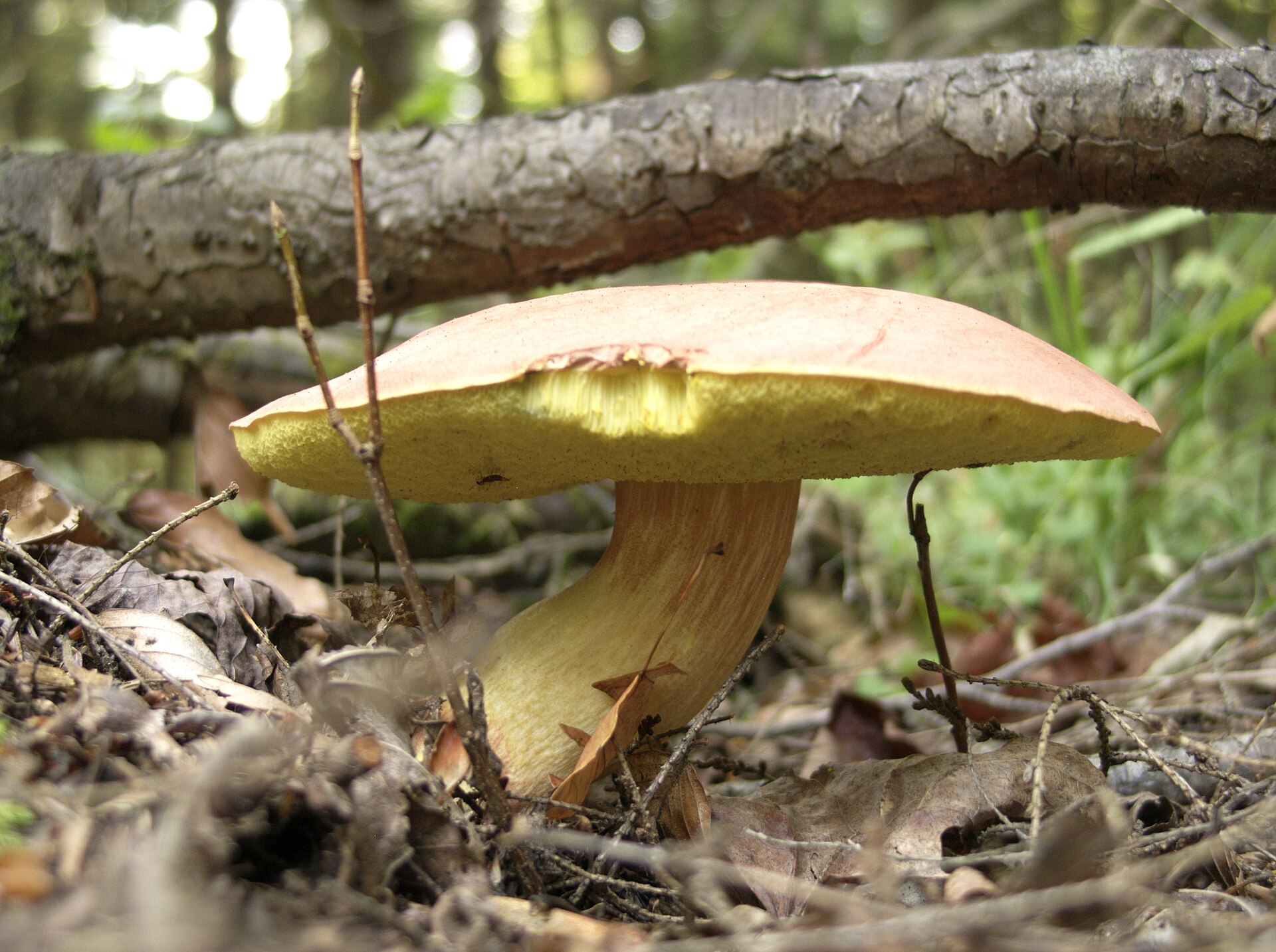 Wild Edible Mushrooms