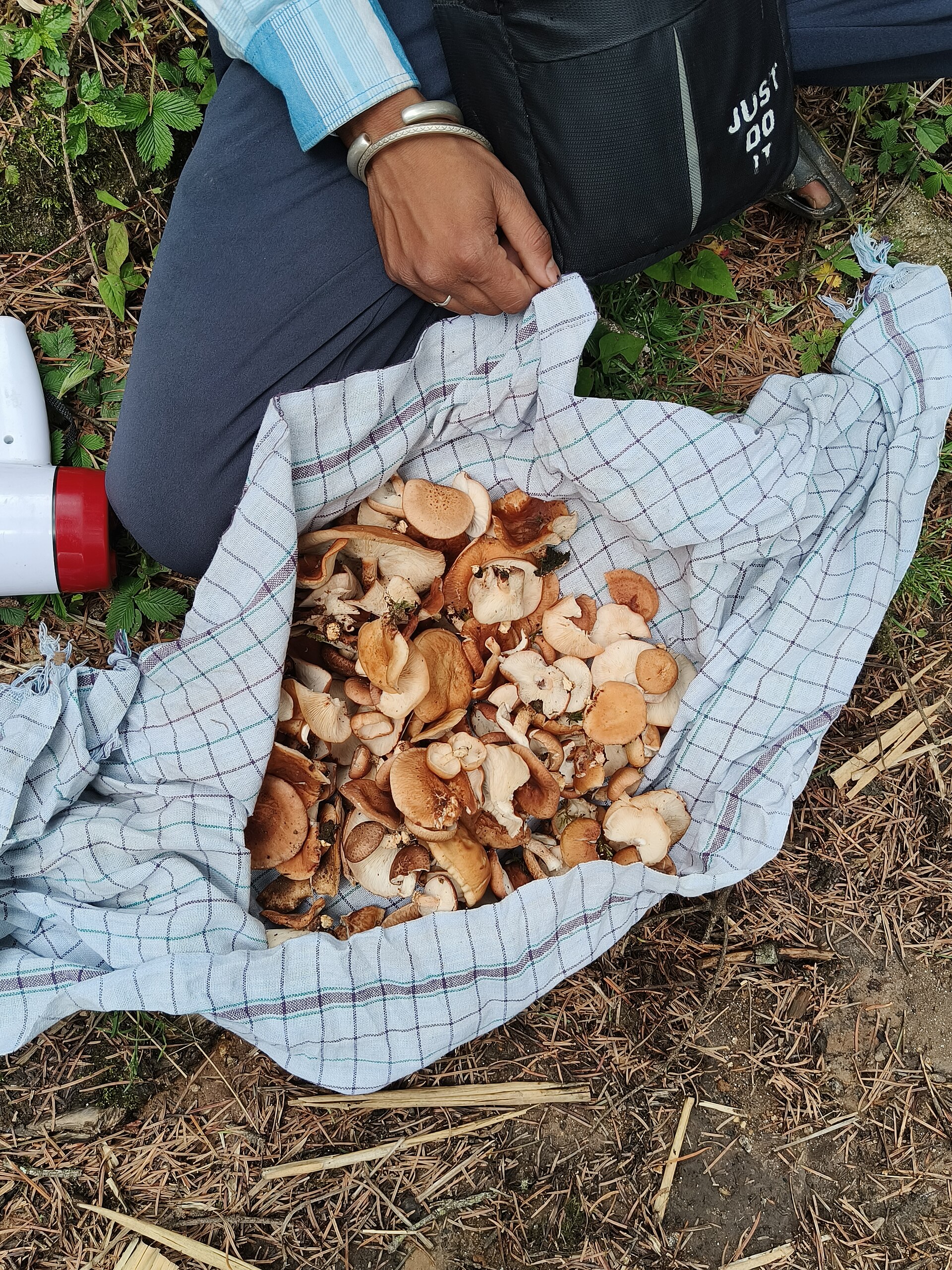 Wild Edible Mushrooms