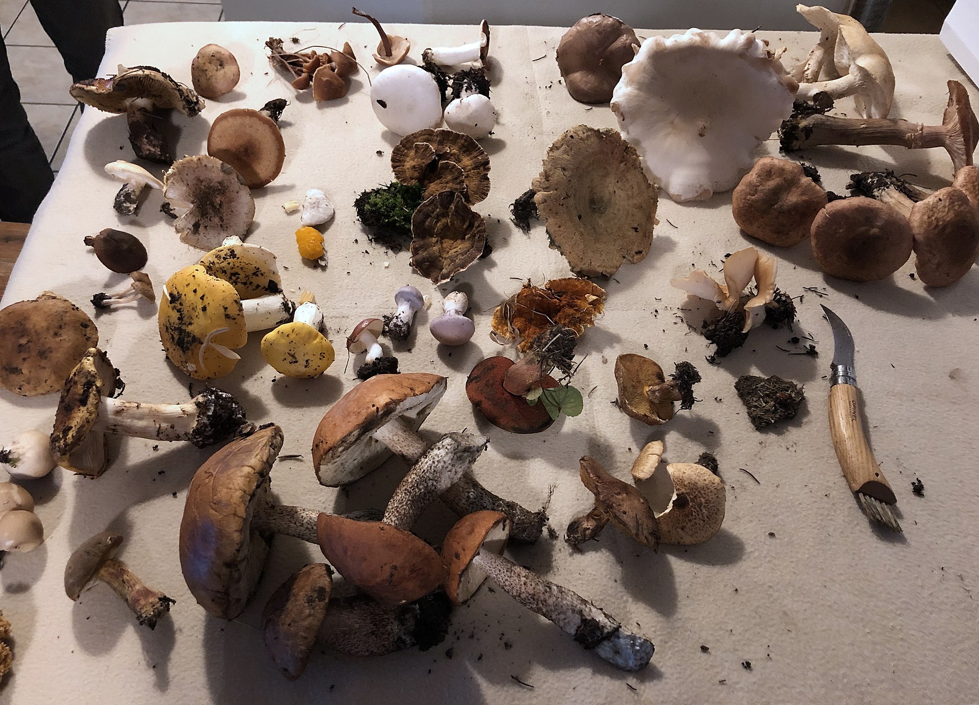 Wild Edible Mushrooms