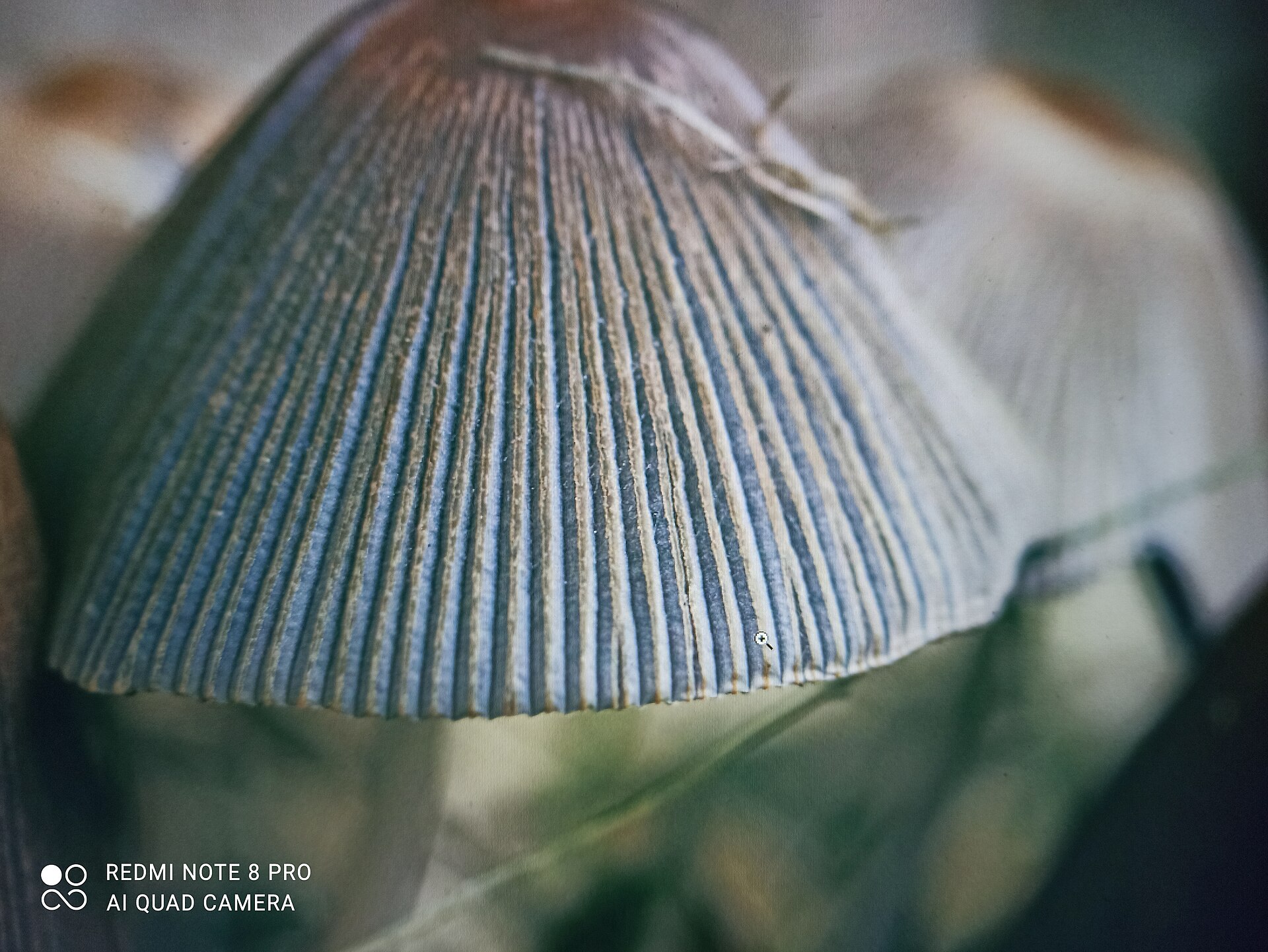 Wild Edible Mushrooms