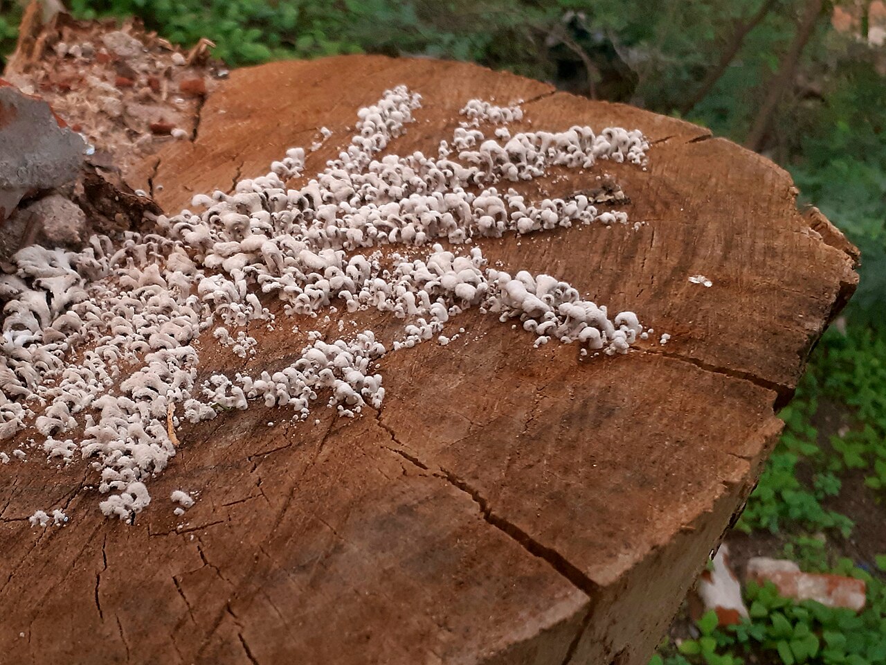 Wood-Decomposing Mushrooms