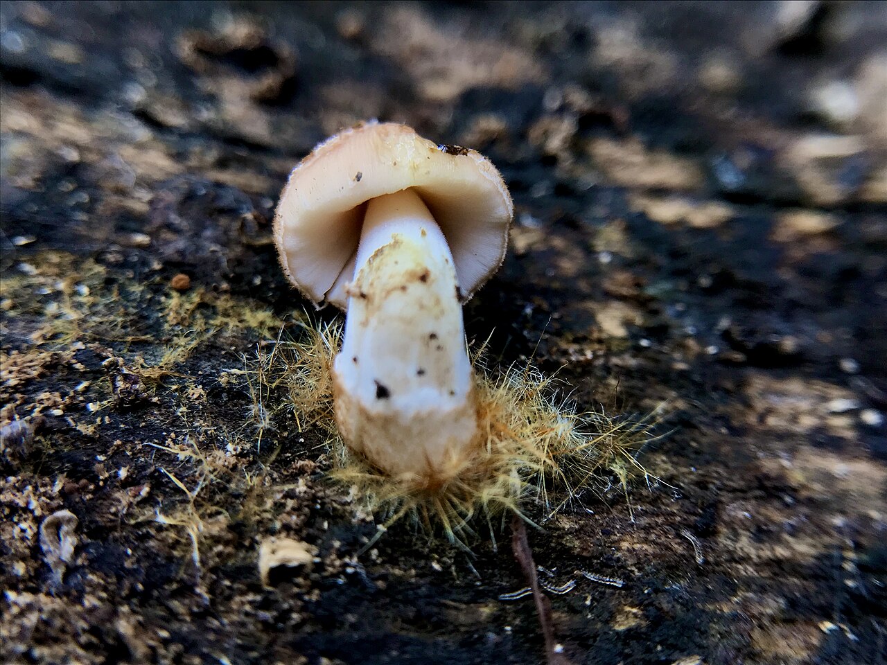 Wood-Decomposing Mushrooms