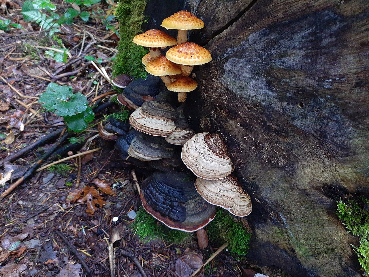Wood-Decomposing Mushrooms