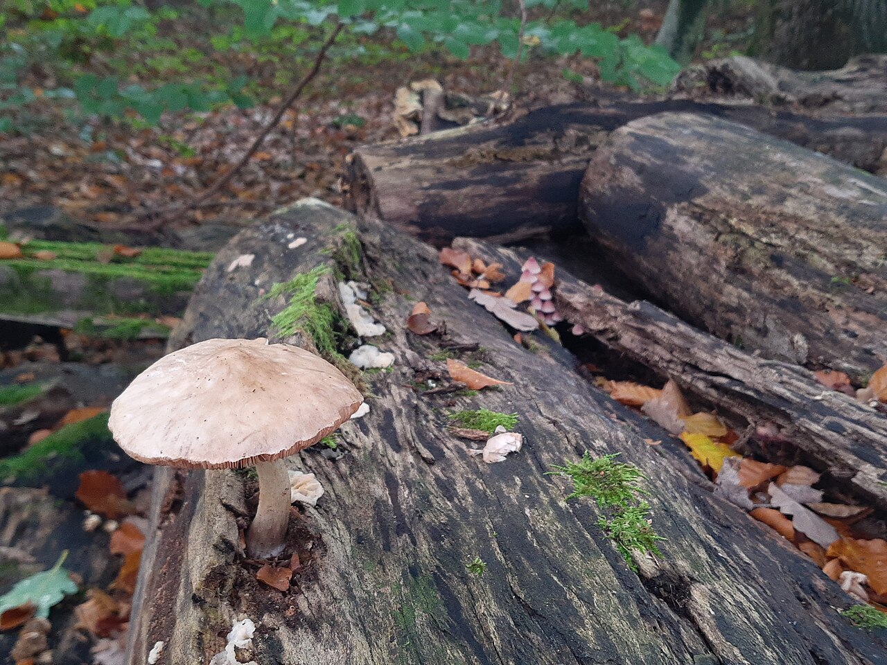 Wood-Decomposing Mushrooms