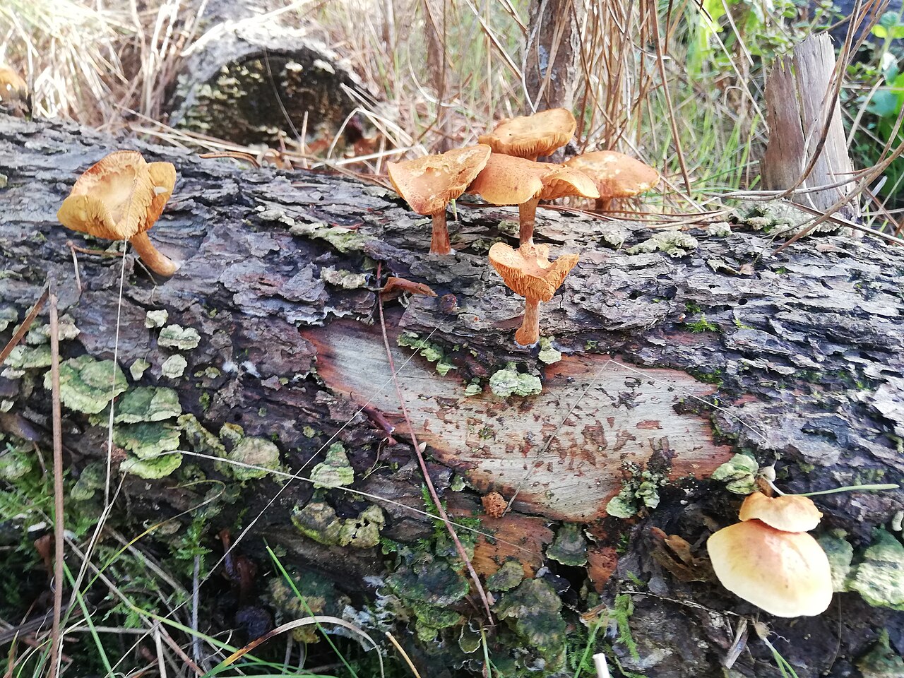 Wood-Decomposing Mushrooms
