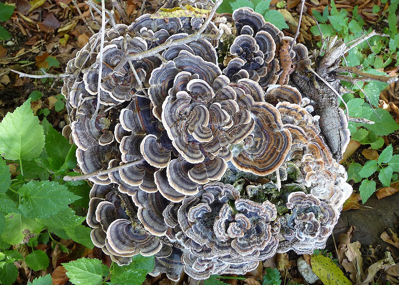 Wood-Decomposing Mushrooms