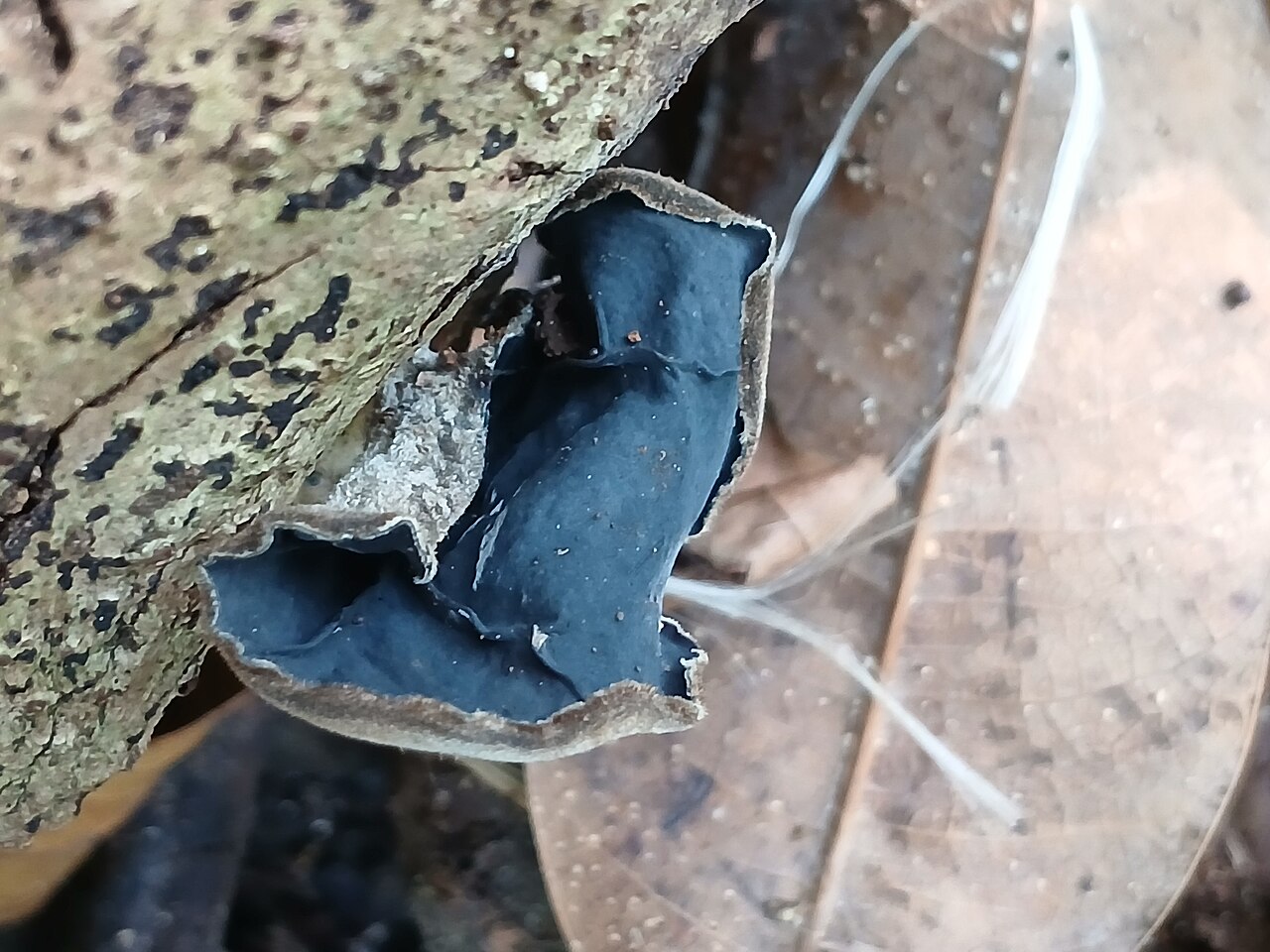 Wood Ear Mushrooms