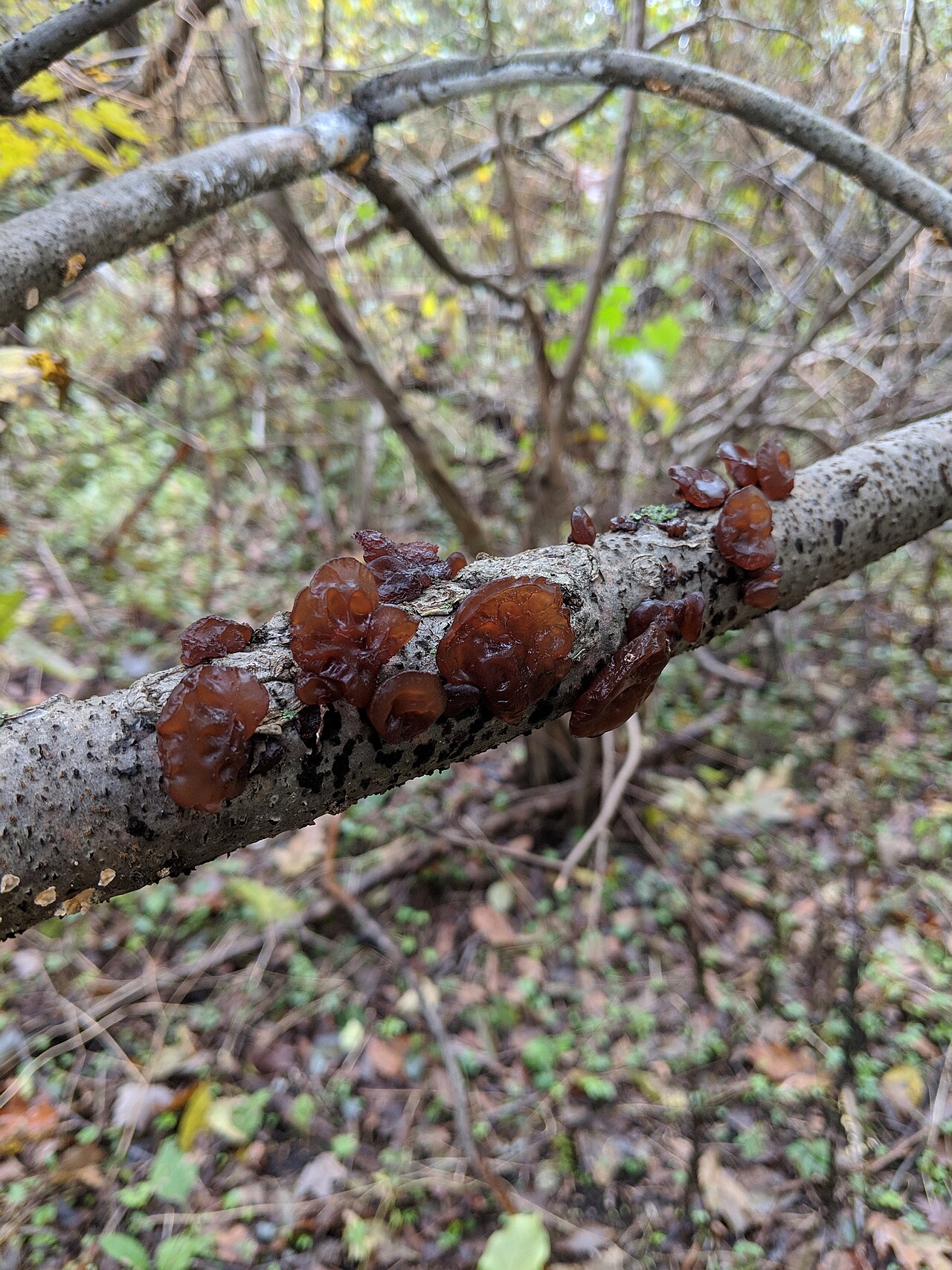 Wood Ear Mushrooms
