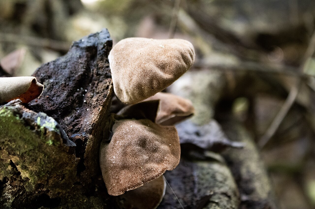 Wood Ear Mushrooms