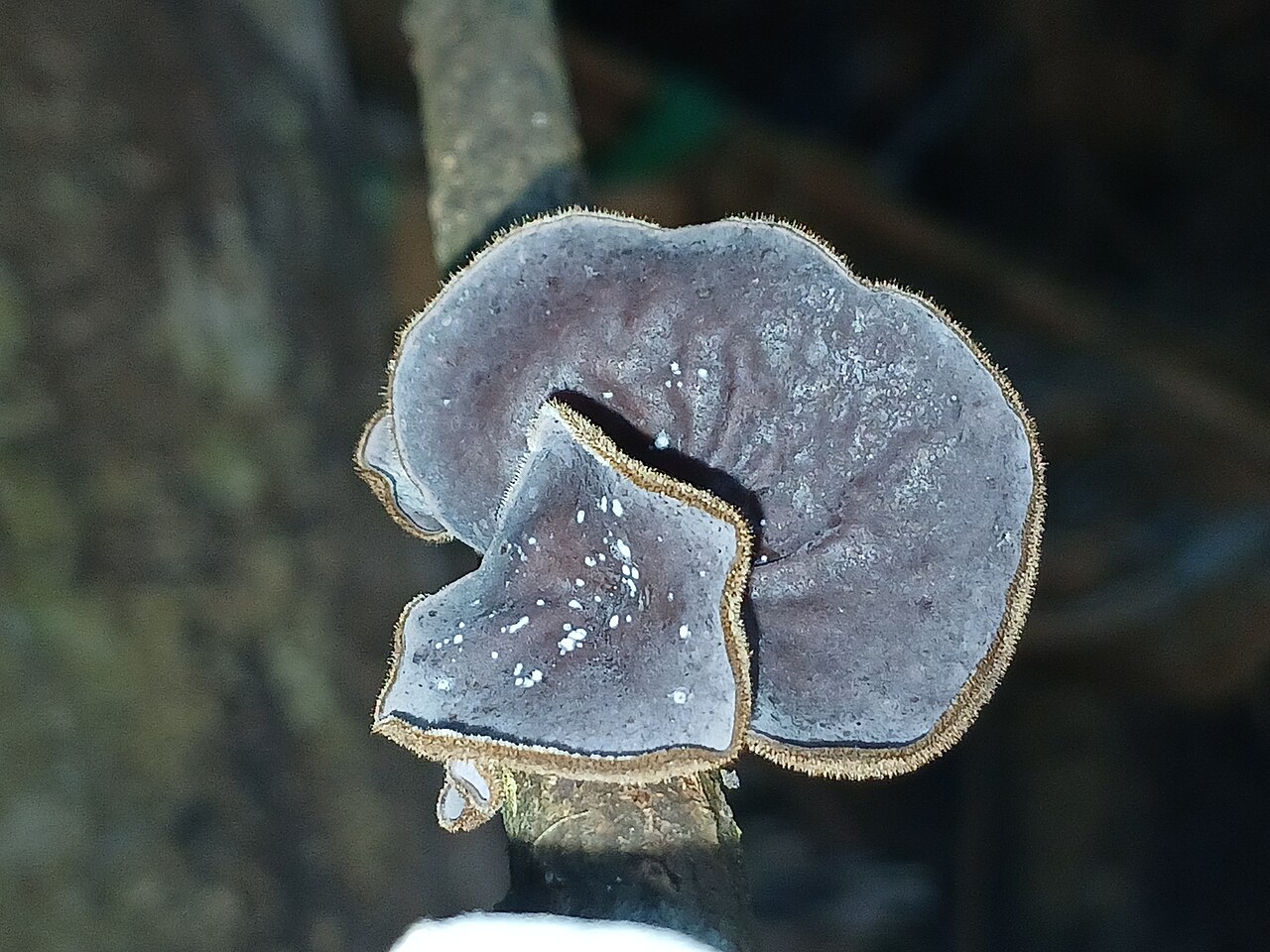 Wood Ear Mushrooms