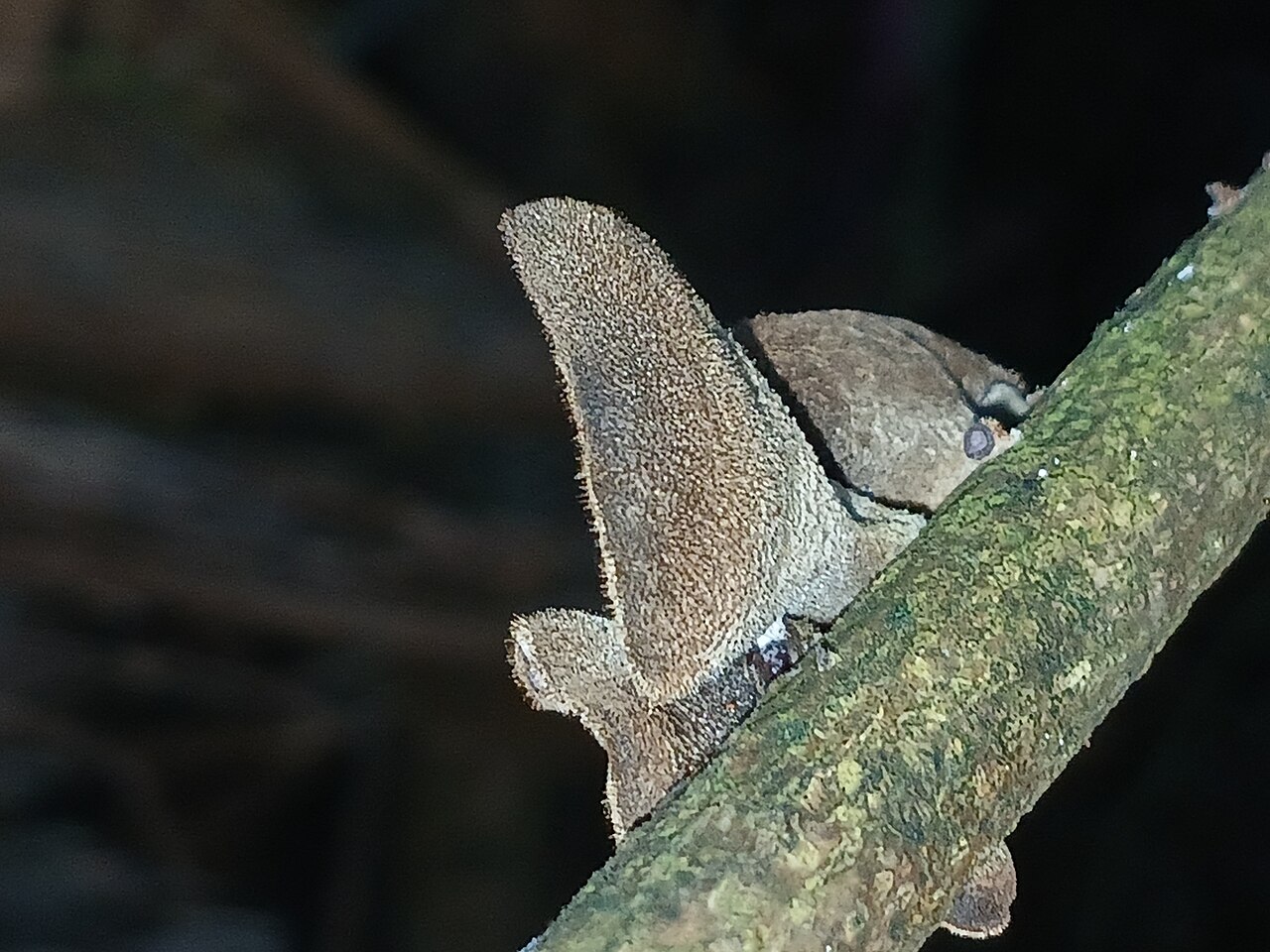 Wood Ear Mushrooms