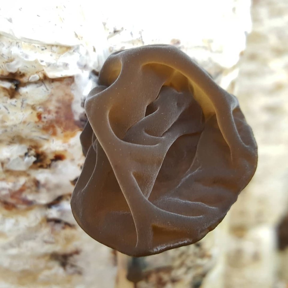 Wood Ear Mushrooms