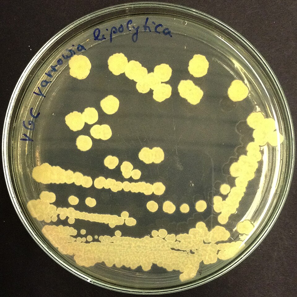 Yarrowia Yeasts