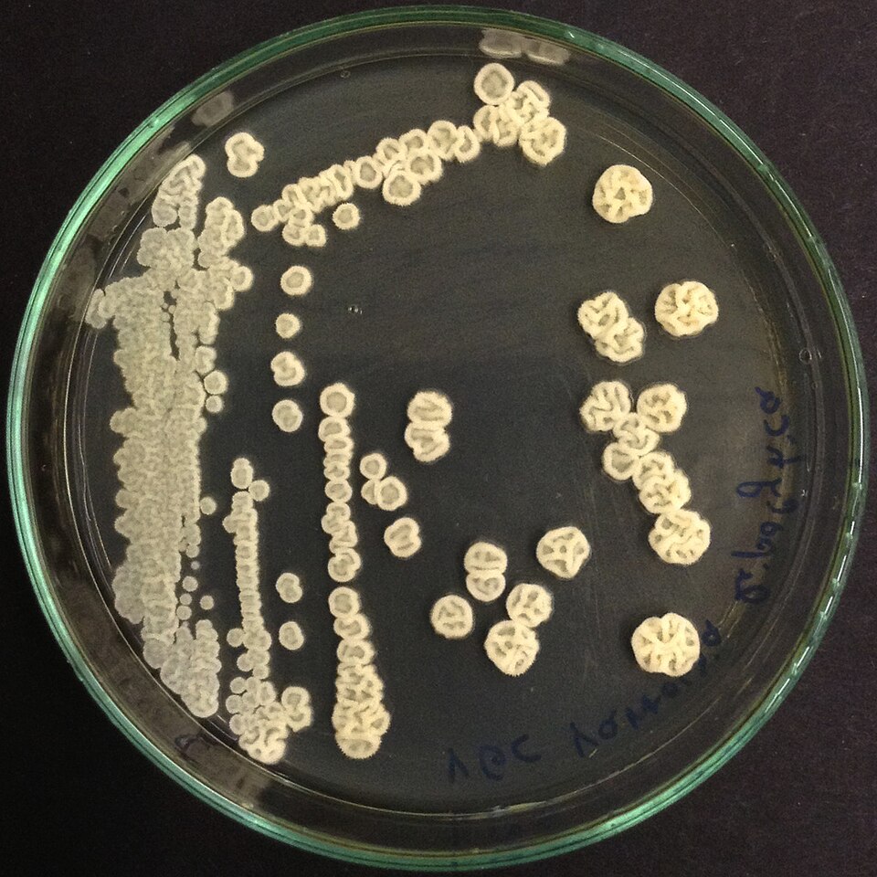 Yarrowia Yeasts