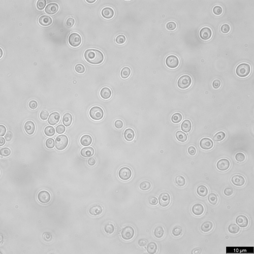 Yarrowia Yeasts