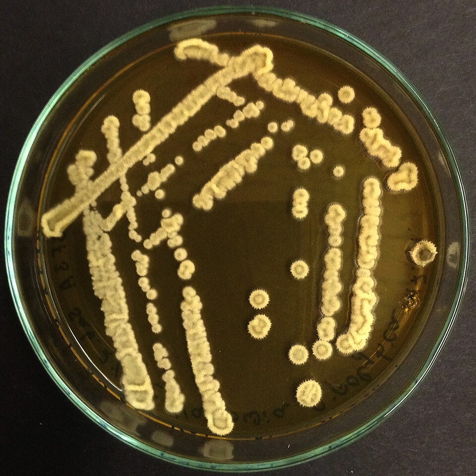 Yarrowia Yeasts