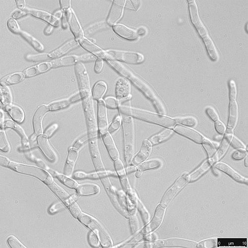 Yarrowia Yeasts