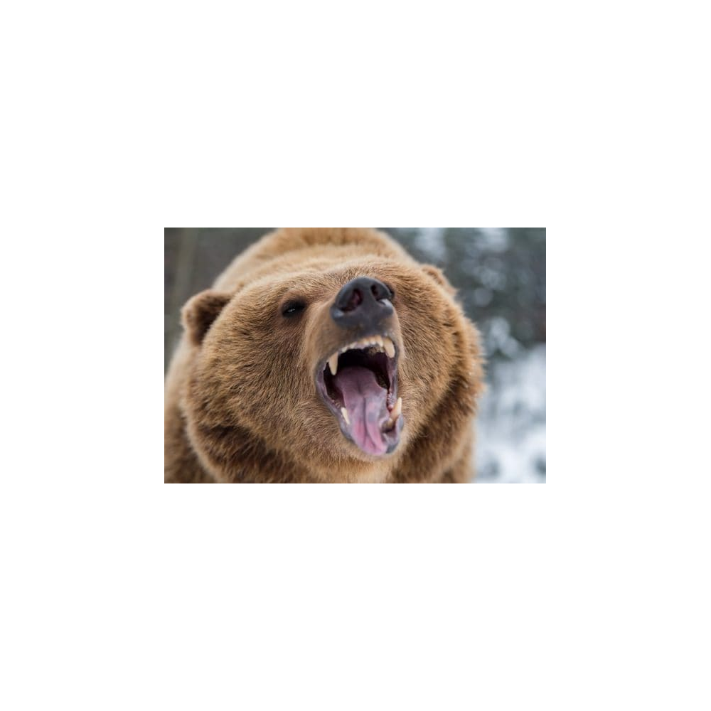 Bear logo