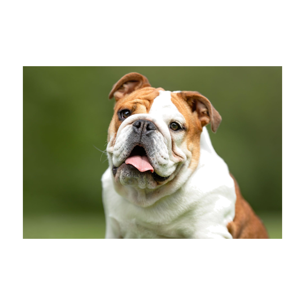 Bulldog logo