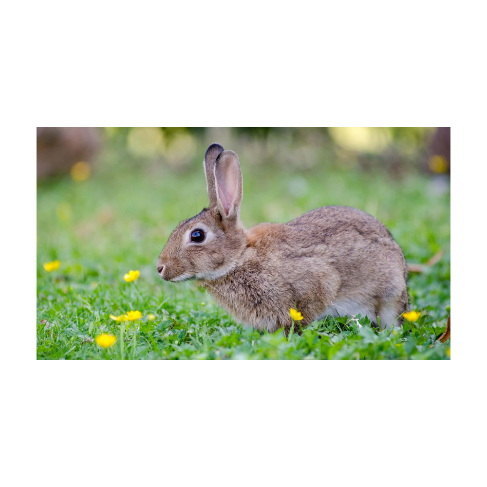 Bunny logo