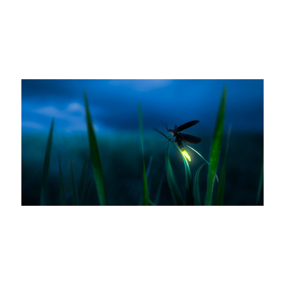 Firefly logo