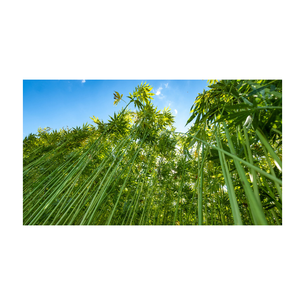Hemp logo