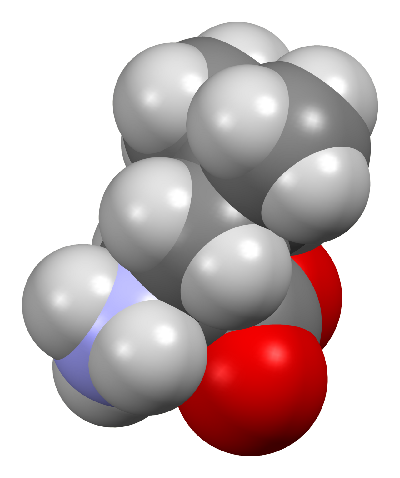Essential Amino Acids