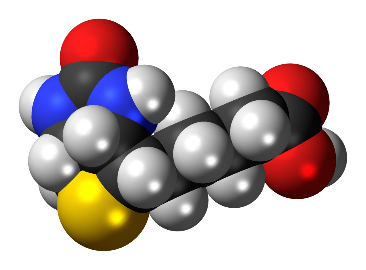 Human Biotin (Vitamin B7) Needs