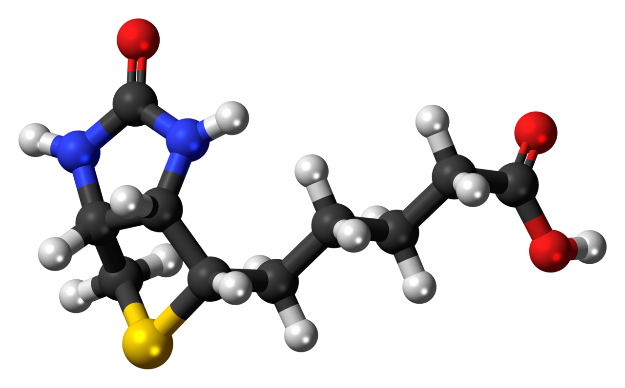 Human Biotin (Vitamin B7) Needs
