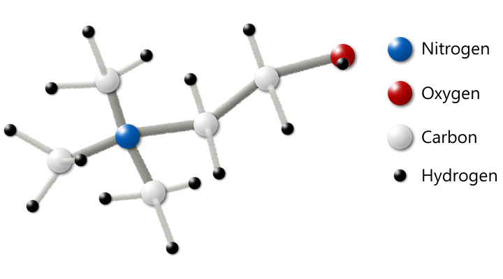 Human Choline Needs