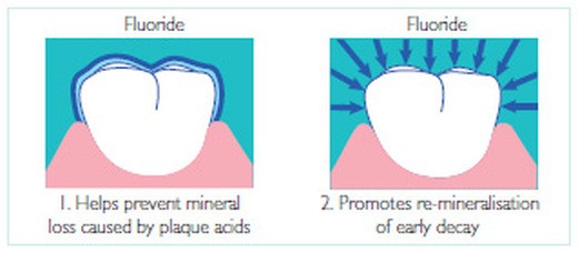 Human Fluoride Needs