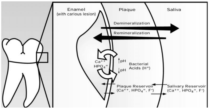 Human Fluoride Needs