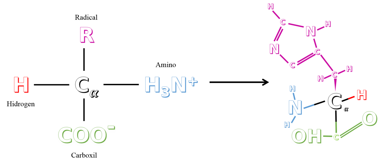 Human Histidine Needs